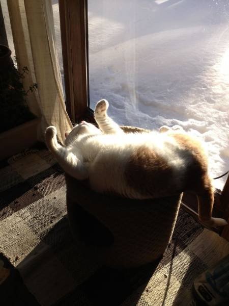 Прелестные кошки, которые по-настоящему умеют наслаждаться солнцем. Часть II (21 фото)