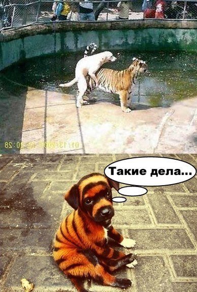 Новые прикольные фотомемы (24 шт) Новые прикольные фотомемы (24 шт)