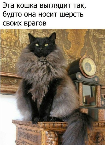 Новые прикольные фотомемы (24 шт) Новые прикольные фотомемы (24 шт)