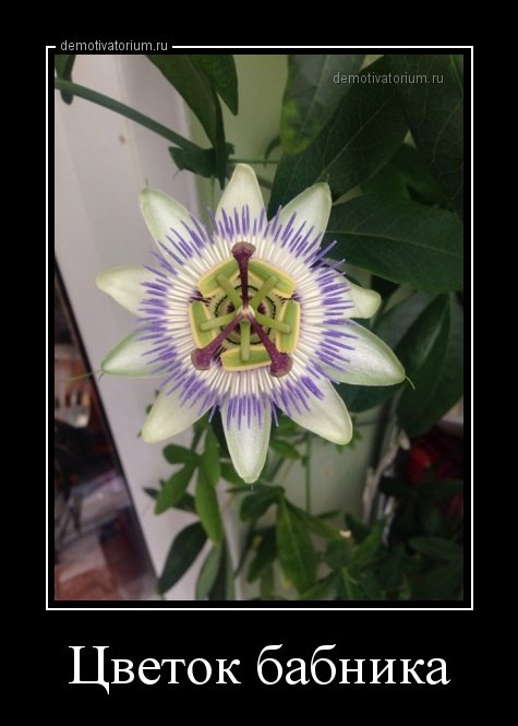 Свежие демотиваторы для всех (24 шт) Свежие демотиваторы для всех (24 шт)