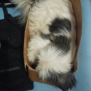 Смешные собаки, которые делают странные вещи (22 фото) Смешные собаки, которые делают странные вещи (22 фото)