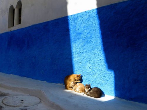 Прелестные кошки, которые по-настоящему умеют наслаждаться солнцем. Часть II (21 фото)