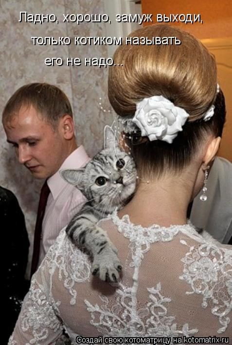 Свежая котоматрица для хорошего настроения (32 фото) Свежая котоматрица для хорошего настроения (32 фото)