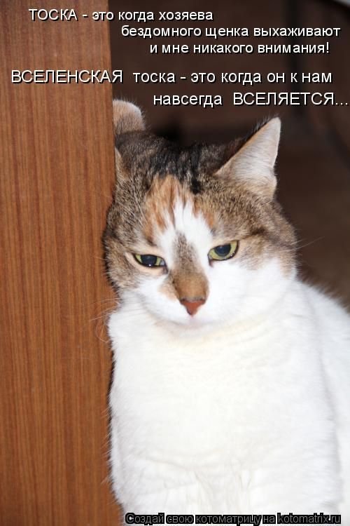 Свежая котоматрица для хорошего настроения (32 фото) Свежая котоматрица для хорошего настроения (32 фото)