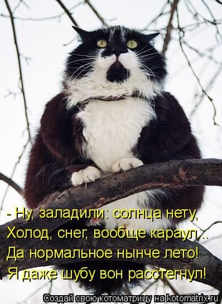 Свежая котоматрица для хорошего настроения (32 фото) Свежая котоматрица для хорошего настроения (32 фото)