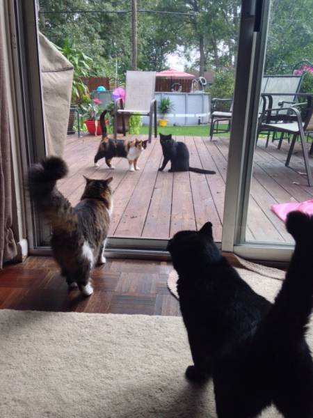 Забавные сходства и совпадения (23 фото) Забавные сходства и совпадения (23 фото)