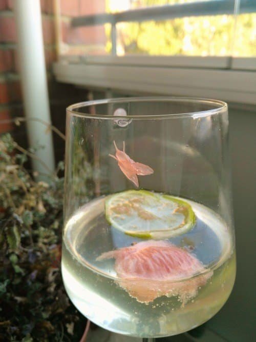 Оказалось, показалось (15 фото) Оказалось, показалось (15 фото)