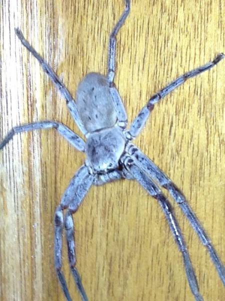 Тем временем в Австралии (20 фото) Тем временем в Австралии (20 фото)