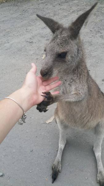 Тем временем в Австралии (20 фото) Тем временем в Австралии (20 фото)