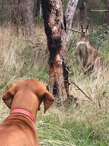 Тем временем в Австралии (20 фото) Тем временем в Австралии (20 фото)