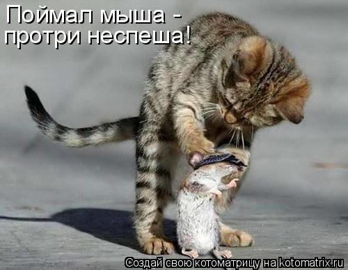 Ночная котоматрица (12 шт) Ночная котоматрица (12 шт)