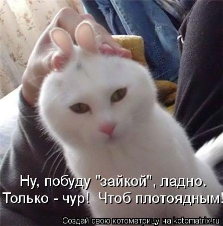 Новая котоматрица на Бугаге (30 фото) Новая котоматрица на Бугаге (30 фото)