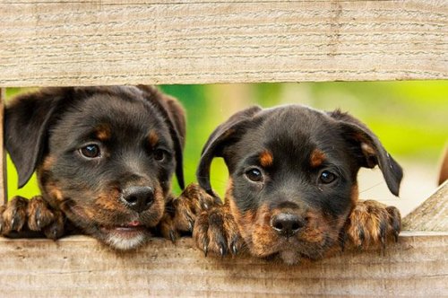 Прелестные щенята, которые вызовут вашу улыбку (25 фото)