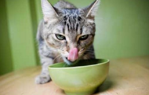 Смешные кошки, облизывающиеся в предвкушении вкусненького (10 фото)