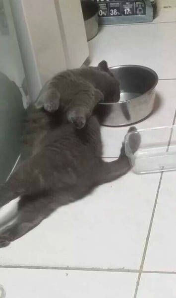 Фото-приколы с утра пораньше (42 шт) Фото-приколы с утра пораньше (42 шт)