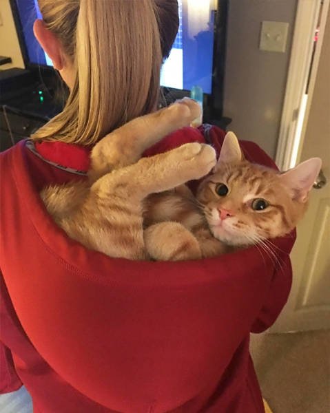 Кошки, которым комфортно везде (32 фото) Кошки, которым комфортно везде (32 фото)