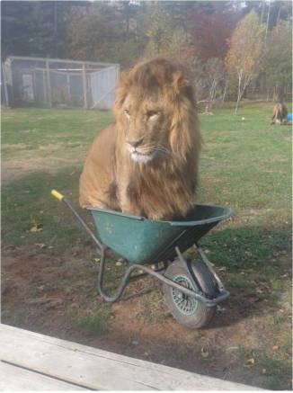 Кошки, которым комфортно везде (32 фото) Кошки, которым комфортно везде (32 фото)