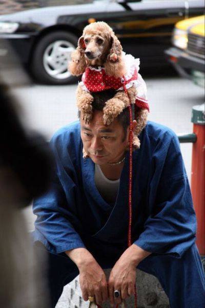 Японцы такие японцы (31 фото) Японцы такие японцы (31 фото)