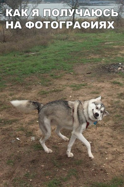 Новые прикольные фотомемы (25 шт) Новые прикольные фотомемы (25 шт)