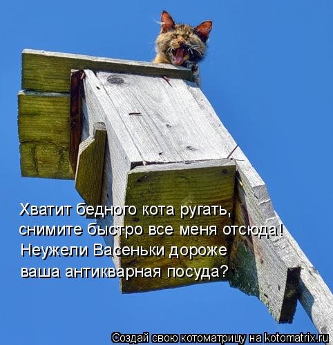 Свежая котоматрица на Бугаге (33 фото) Свежая котоматрица на Бугаге (33 фото)