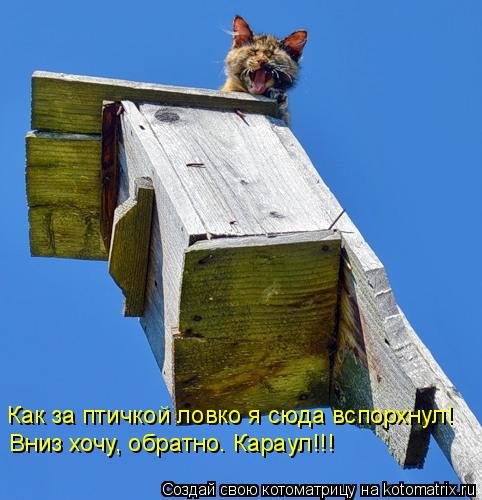 Свежая котоматрица на Бугаге (33 фото) Свежая котоматрица на Бугаге (33 фото)