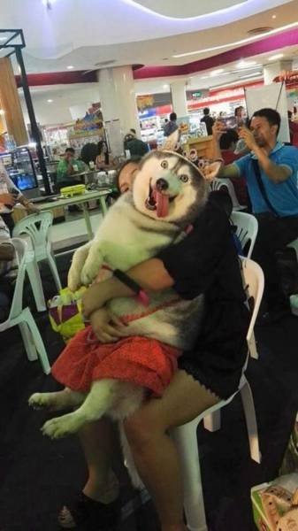 Смешные животные, которых нужно "перезагрузить" (27 фото) Смешные животные, которых нужно "перезагрузить" (27 фото)