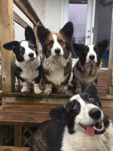 Смешные животные, которых нужно "перезагрузить" (27 фото) Смешные животные, которых нужно "перезагрузить" (27 фото)