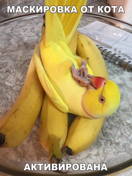 Прикольные фотомемы на Бугаге (29 шт) Прикольные фотомемы на Бугаге (29 шт)