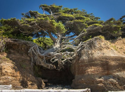 Удивительные деревья с невероятной волей к жизни (10 фото)
