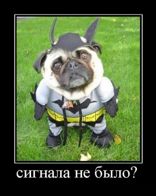 Отличная порция демотиваторов (21 шт)