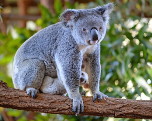 В Зоопарке Австралии родилась редкая белая коала (5 фото + видео)