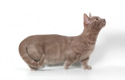 Топ-25: Короткие и милые факты про котов породы манчкин