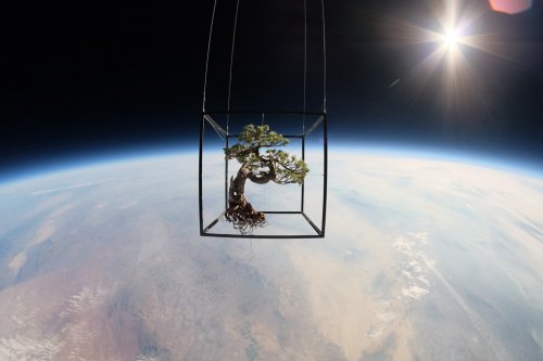 Японский художник запустил цветы в космос (14 фото)