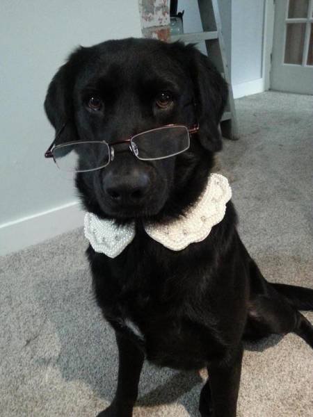 Животные, которые тоже любят модно одеваться (20 фото) Животные, которые тоже любят модно одеваться (20 фото)