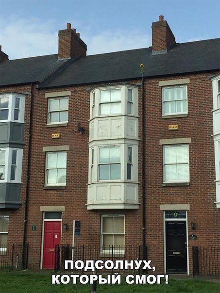 Прикольные фотомемы для хорошего настроения (22 шт) Прикольные фотомемы для хорошего настроения (22 шт)