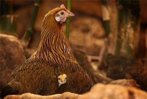 Смешные фотобомбы с животными (26 шт) Смешные фотобомбы с животными (26 шт)