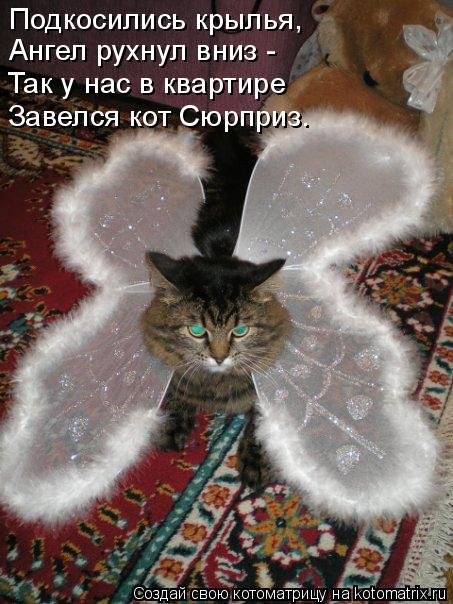 Новая котоматрица (31 фото) Новая котоматрица (31 фото)