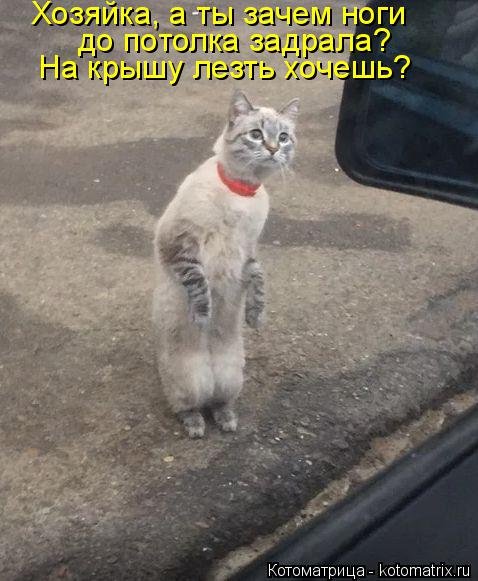 Новая котоматрица на Бугаге (22 фото) Новая котоматрица на Бугаге (22 фото)