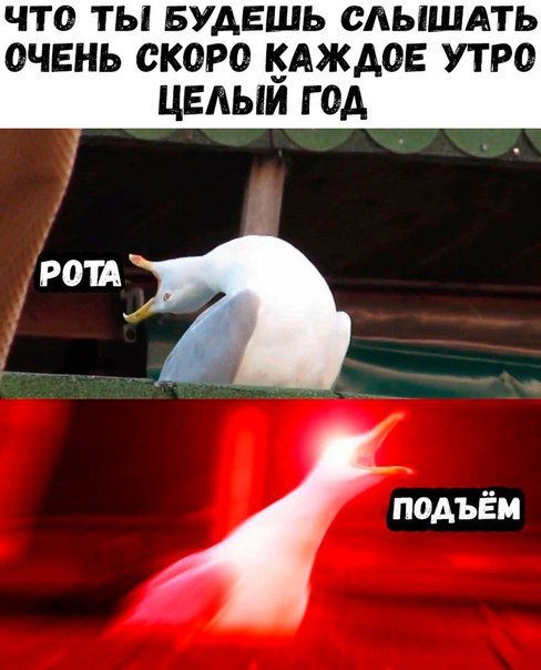 Свежая порция фотомемов (31 шт)