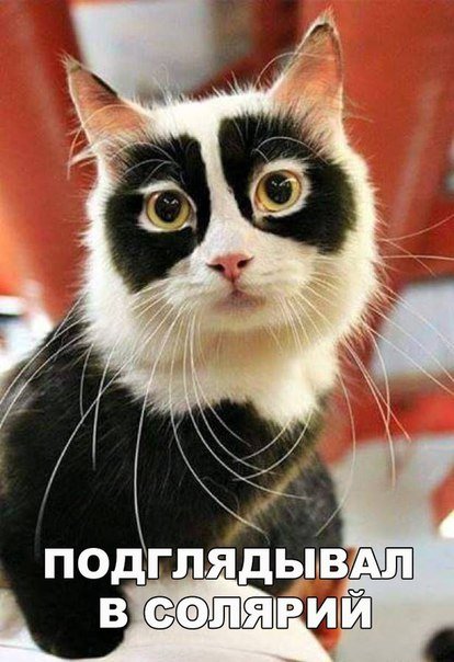 Свежая порция фотомемов (24 шт) Свежая порция фотомемов (24 шт)