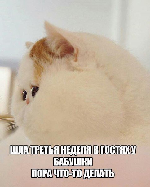 Свежая порция фотомемов (24 шт) Свежая порция фотомемов (24 шт)