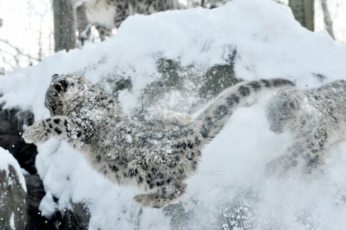 Снежные барсы больше не находятся под угрозой уничтожения (30 фото)
