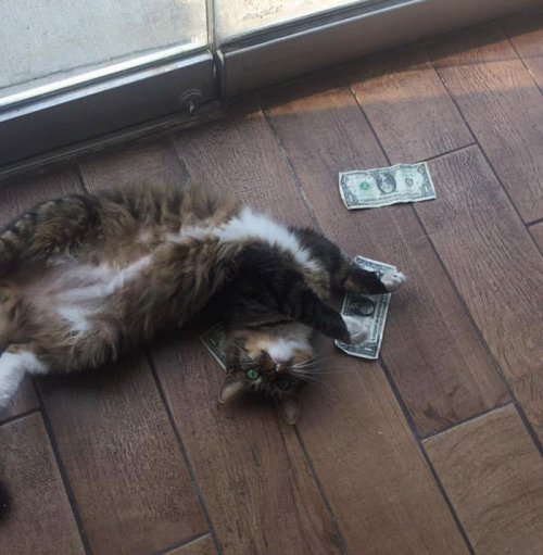 Хитрый кот-воришка отбирает у людей деньги, которые затем идут на благотворительность (9 фото)