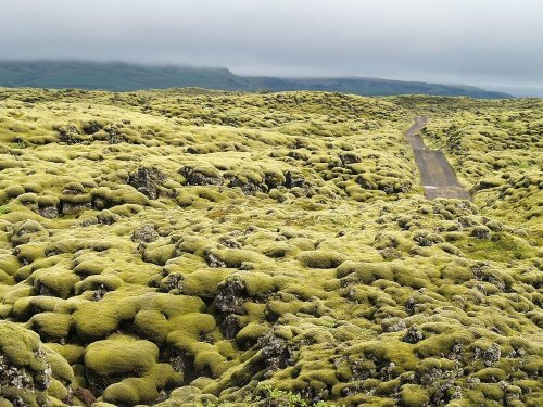 Покрытые мхом лавовые поля Исландии (10 фото)