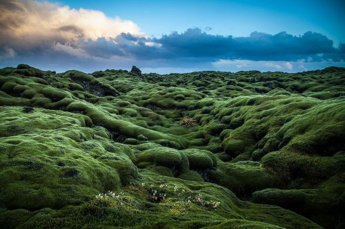 Покрытые мхом лавовые поля Исландии (10 фото)
