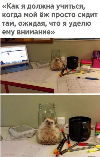 Прикольные фотомемы, которые вызовут улыбку (26 шт) Прикольные фотомемы, которые вызовут улыбку (26 шт)