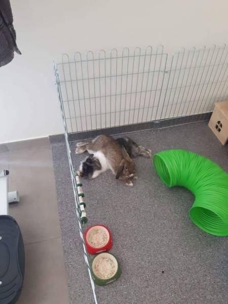 Домашние животные, которые ведут себя, как настоящие засранцы (32 фото) Домашние животные, которые ведут себя, как настоящие засранцы (32 фото)