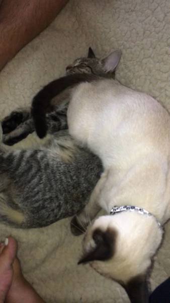 Домашние животные, которые ведут себя, как настоящие засранцы (32 фото) Домашние животные, которые ведут себя, как настоящие засранцы (32 фото)