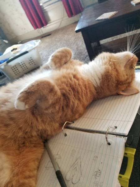 Домашние животные, которые ведут себя, как настоящие засранцы (32 фото) Домашние животные, которые ведут себя, как настоящие засранцы (32 фото)