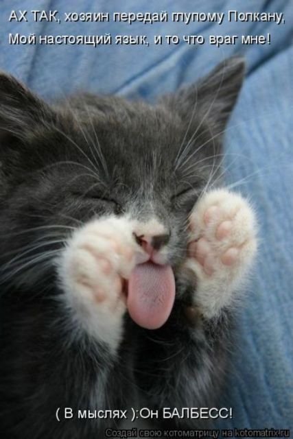 Лучшая котоматрица за неделю (29 фото) Лучшая котоматрица за неделю (29 фото)